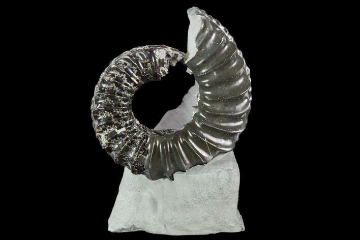 Ammonite (Pleuroceras) Fossil in Rock - Germany #125422